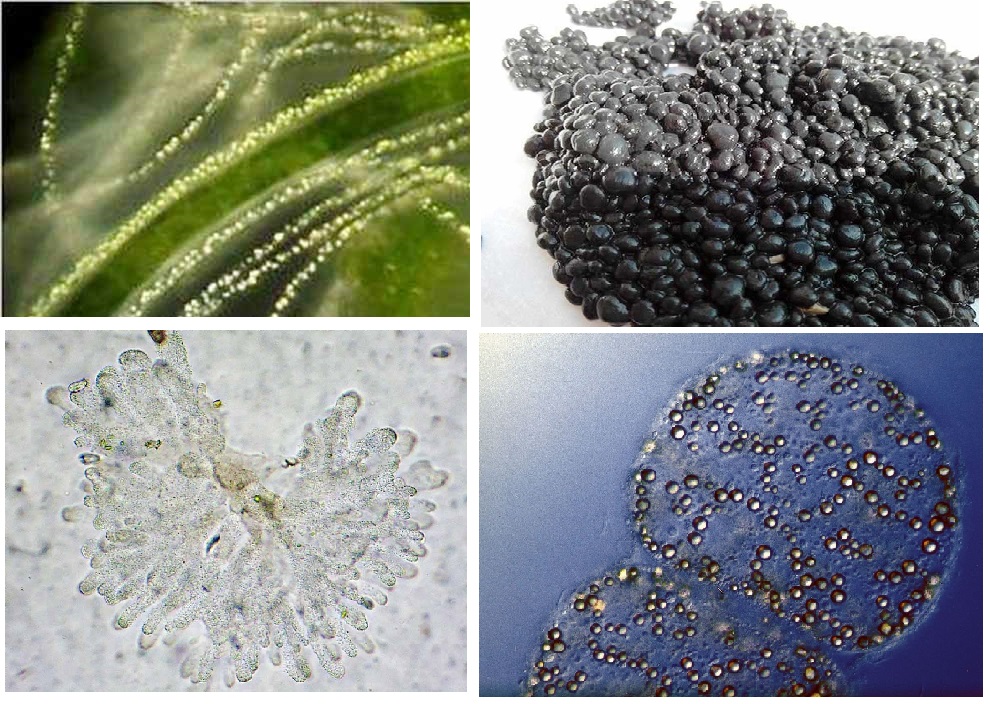 Bun-hoat-tinh-du-thua-tai-cac-nha-may-xu-ly-nuoc-thai