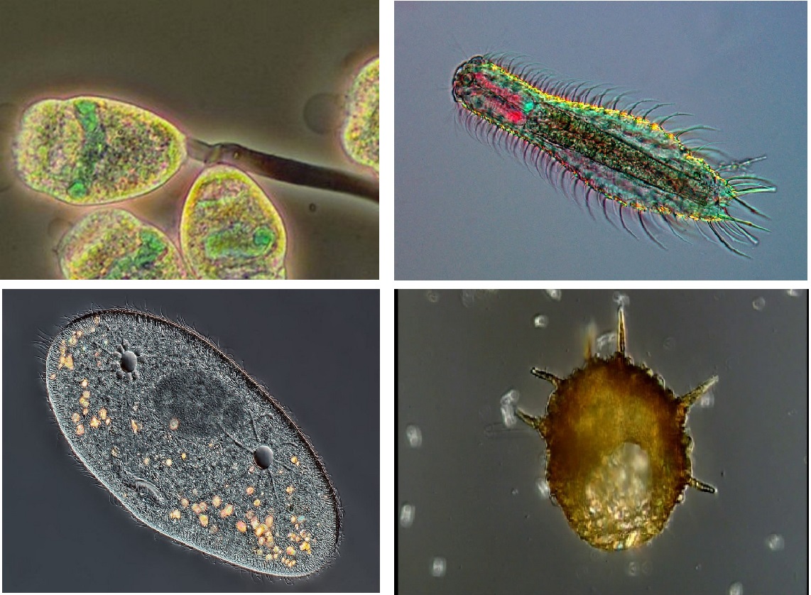 Tac-dung-cua-bun-hoat-tinh-trong-xu-ly-nuoc-thai